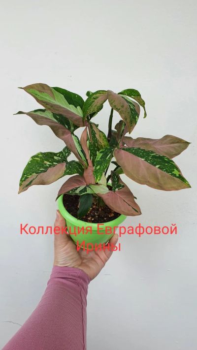 Лот: 19940943. Фото: 1. Сингониум Ред Спот Триколор. Горшечные растения и комнатные цветы