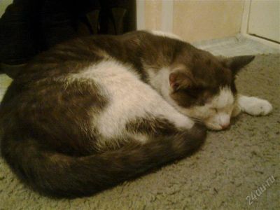 Лот: 2625069. Фото: 1. Ласковый, добрый и очень милый... Кошки, котята