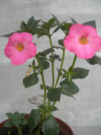 Лот: 3124003. Фото: 1. Ахименес 'Vie en Rose'. Горшечные растения и комнатные цветы