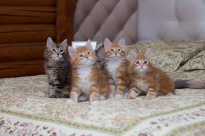 Лот: 11162301. Фото: 1. Котёнок мейн-кун. Родители чемпионы. Кошки, котята