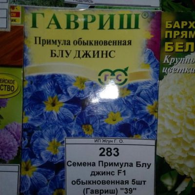 Лот: 9115417. Фото: 1. Семена / цветы / Примула / Блу... Садовые цветы