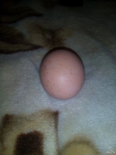 Лот: 13404167. Фото: 1. Яйцо инкубационное. Птицы