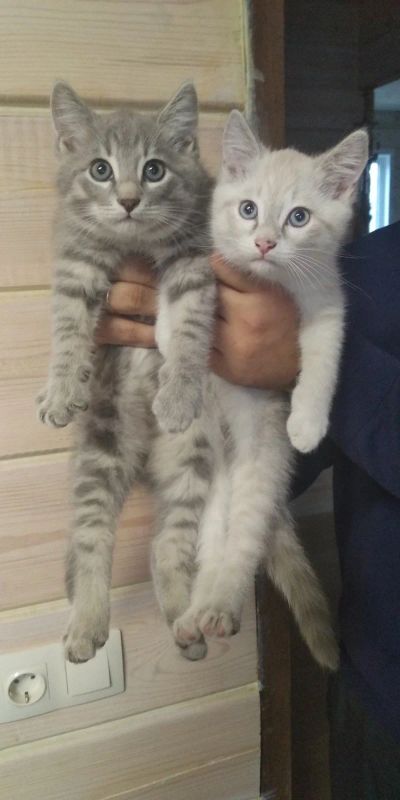 Лот: 14841408. Фото: 1. Котята. Кошки, котята