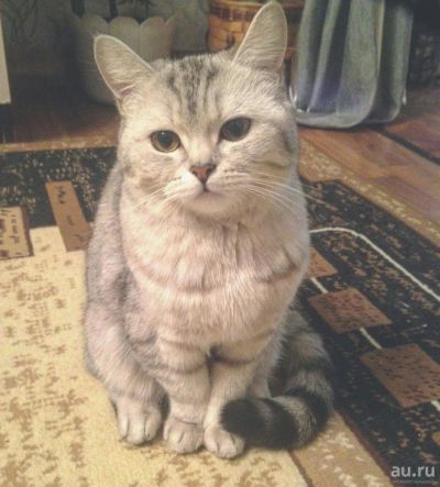 Лот: 8543302. Фото: 1. Британка ищет пару ( Вязка). Кошки, котята