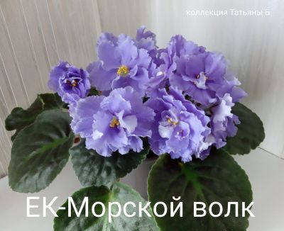 Лот: 17768148. Фото: 1. Фиалка ЕК-Морской волк - лист... Горшечные растения и комнатные цветы