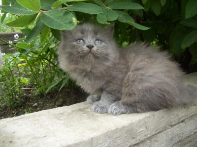 Лот: 7665652. Фото: 1. Котенок 3. Кошки, котята