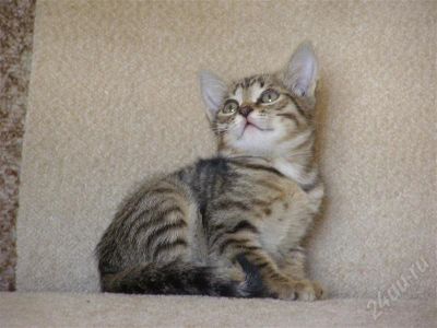Лот: 452665. Фото: 1. Котенок ищет хозяев!. Остальные животные
