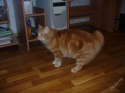 Лот: 1734616. Фото: 1. Курильский бобтейл. Кошки, котята
