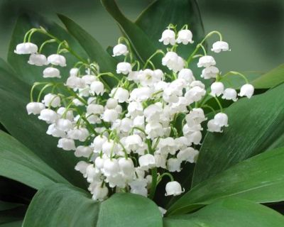 Лот: 5253838. Фото: 1. Ландыш (Convallaria majalis L... Другое (красота и здоровье)