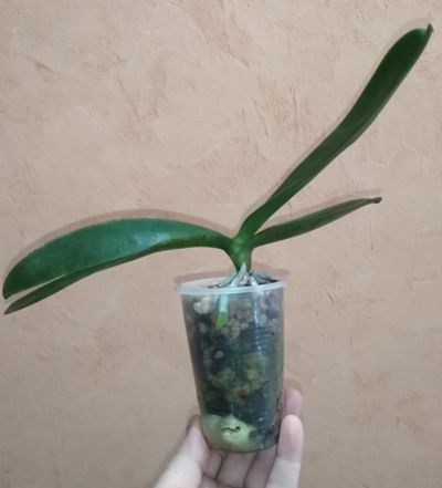 Лот: 16044452. Фото: 1. Орхидея. Горшечные растения и комнатные цветы