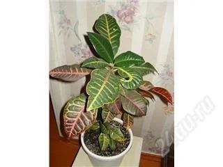 Лот: 68400. Фото: 1. Кротон. Горшечные растения и комнатные цветы