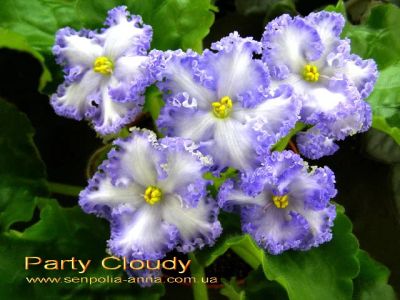 Лот: 3492255. Фото: 1. Фиалка Party Cloudy Пати Клауд... Горшечные растения и комнатные цветы