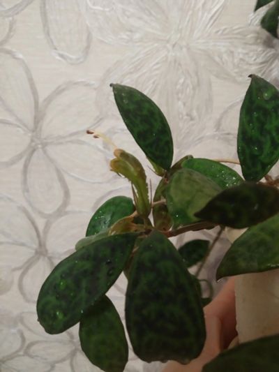 Лот: 13445261. Фото: 1. Эсхинантус мраморный(черенок укоренен... Горшечные растения и комнатные цветы