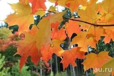 Лот: 9604503. Фото: 1. Клён сахарный ( Acer saccharum... Декоративные кустарники и деревья