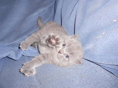 Лот: 2668274. Фото: 1. Британец. Кошки, котята