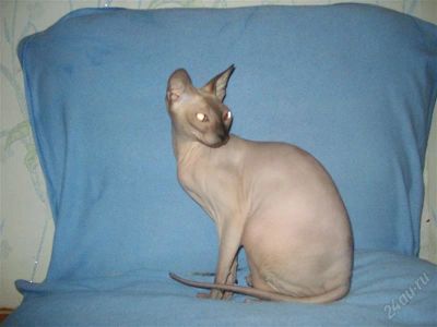 Лот: 987833. Фото: 1. взрослая кошечка донской сфинкс. Остальные животные