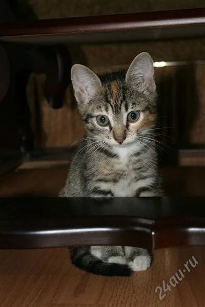 Лот: 1790049. Фото: 1. Ищу заботливые ручки для маленькой... Кошки, котята