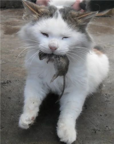 Лот: 5972326. Фото: 1. Коты мышеловы ищут работу. Кошки, котята