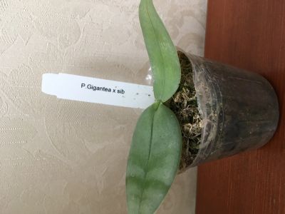 Лот: 11858182. Фото: 1. Орхидея Gigantea. Горшечные растения и комнатные цветы