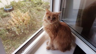 Лот: 12477840. Фото: 1. Котёнок ищет дом!. Кошки, котята