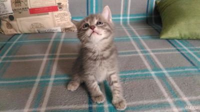Лот: 8274779. Фото: 1. Котенок, 2,5 месяца. Кошки, котята