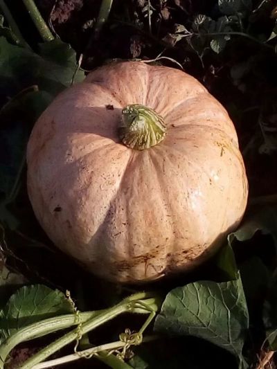 Лот: 10234186. Фото: 1. Тыква вкусная, доставка до подъезда. Овощи, фрукты, зелень
