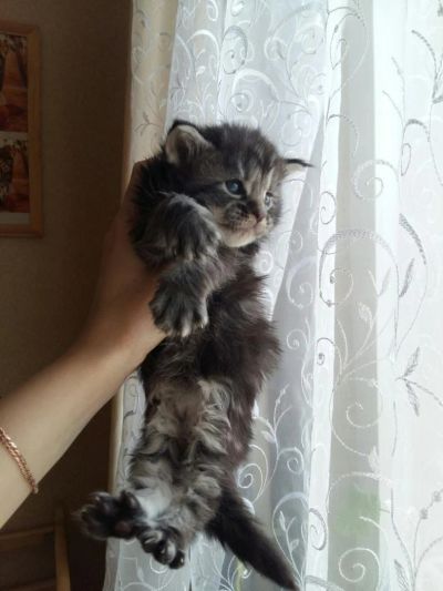 Лот: 9035123. Фото: 1. Девочка Мейн кун черный дым с... Кошки, котята