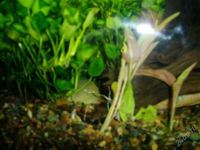 Лот: 1636329. Фото: 1. Кучка аквариумных растений. Водные растения