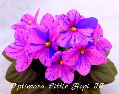Лот: 8501031. Фото: 1. Фиалка мини Optimara Little Hopi... Горшечные растения и комнатные цветы
