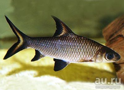 Лот: 16202579. Фото: 1. Акулий Бала (Balantiochelus melanopterus... Рыбки
