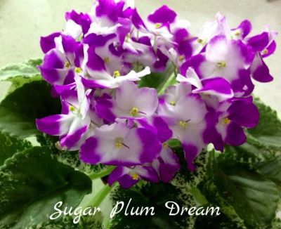 Лот: 5210398. Фото: 1. Фиалка сортовая Sugar Plum Dream... Горшечные растения и комнатные цветы