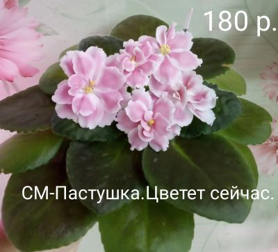 Лот: 14616551. Фото: 1. Фиалка. Горшечные растения и комнатные цветы