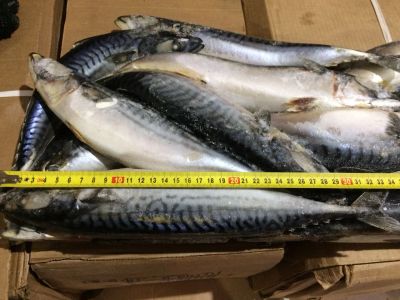 Лот: 11325529. Фото: 1. Скумбрия продам. Икра, рыба, морепродукты
