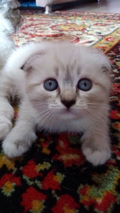 Лот: 11503030. Фото: 1. Шотландский котенок (девочка). Кошки, котята