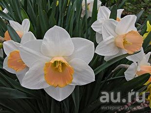 Лот: 2941496. Фото: 1. Нарцисс крупнокорончатый Salome... Садовые цветы