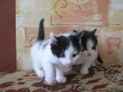 Лот: 44049. Фото: 1. Котята, отдам. Красноярск