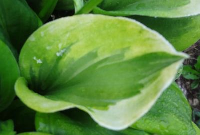 Лот: 9529169. Фото: 1. хоста Гранд Тиара (hosta Grand... Садовые цветы