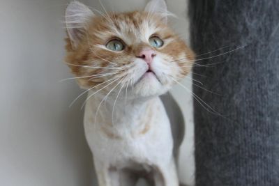 Лот: 7317107. Фото: 1. Кот в добрые руки. Кошки, котята