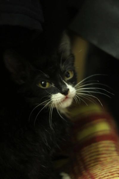 Лот: 3447502. Фото: 1. Безумно ласковый котенок СРОЧНо... Кошки, котята