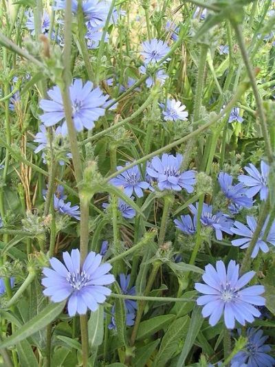 Лот: 5258854. Фото: 1. Цикорий (Cichorium intybus L... Другое (красота и здоровье)