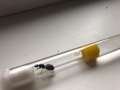 Лот: 14007801. Фото: 1. Муравей матка Camponotus Saxatilis... Остальные животные
