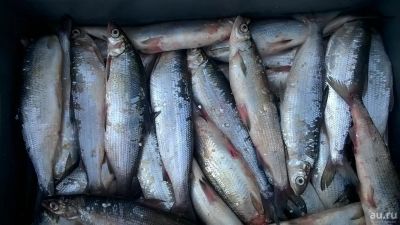 Лот: 12719204. Фото: 1. Куплю пелядь. Икра, рыба, морепродукты