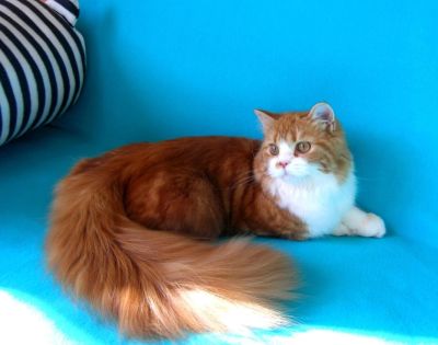 Лот: 8923433. Фото: 1. Милый милый рыжик..... Продажа... Кошки, котята
