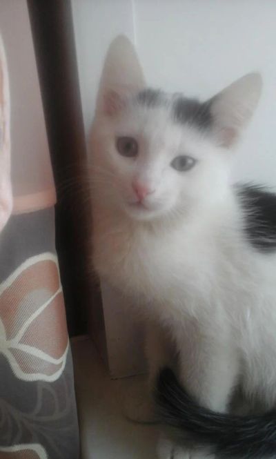 Лот: 6674810. Фото: 1. Котёнок. Мальчик, 2 месяца. Кошки, котята