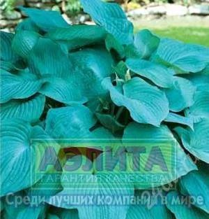 Лот: 2569745. Фото: 1. Хоста Блю Ангел (корень). Другое (семена, рассада, садовые растения)