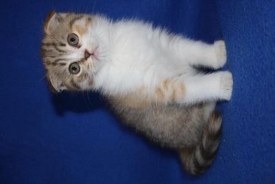 Лот: 5523821. Фото: 1. Шотландская вислоухая девочка. Кошки, котята