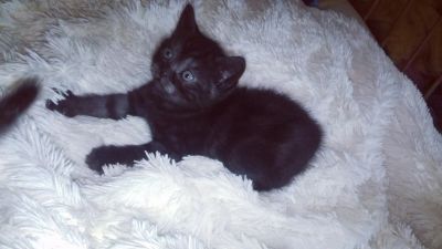 Лот: 8060380. Фото: 1. Чистокровная британочка черный... Кошки, котята