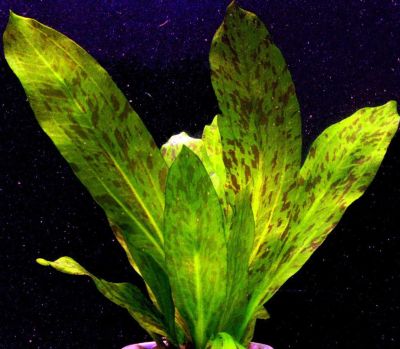 Лот: 9041499. Фото: 1. Эхинодорус "Золотой Оцелот" (Echinodorus... Водные растения