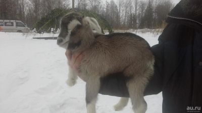 Лот: 8916518. Фото: 1. Комолый Альпо-чешский козлёнок. Остальные животные