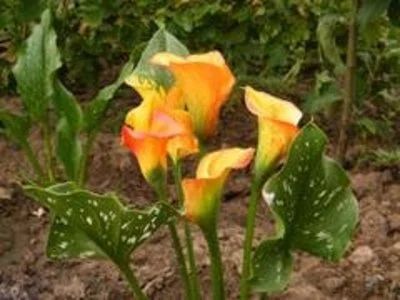 Лот: 11323197. Фото: 1. Калла Манго (Calla Mango). Горшечные растения и комнатные цветы